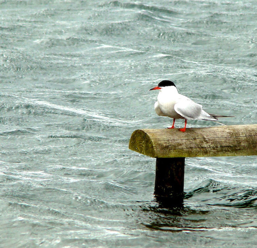 common tern